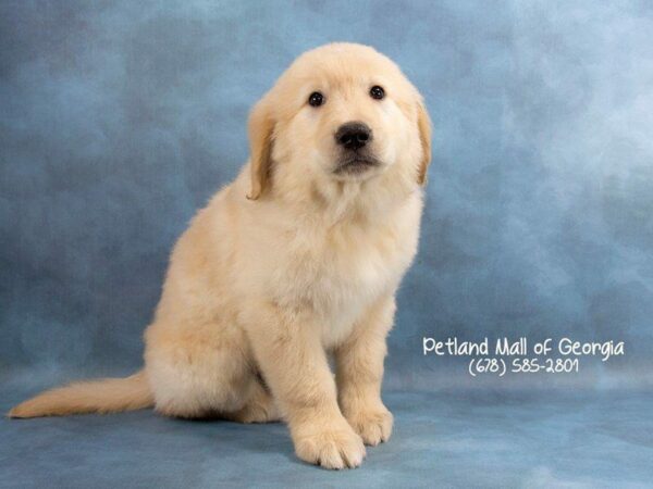 Golden Retriever DOG Male Cream 1820 Petland Kennesaw, Georgia