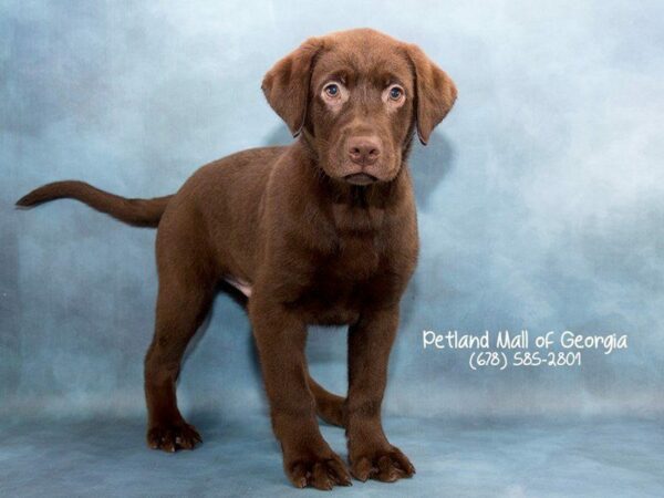 Labrador Retriever DOG Male Chocolate 1809 Petland Kennesaw, Georgia