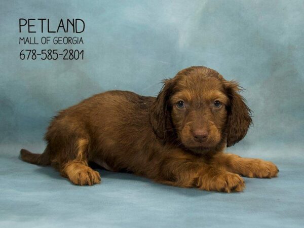 Dachshund DOG Male Red 1844 Petland Kennesaw, Georgia