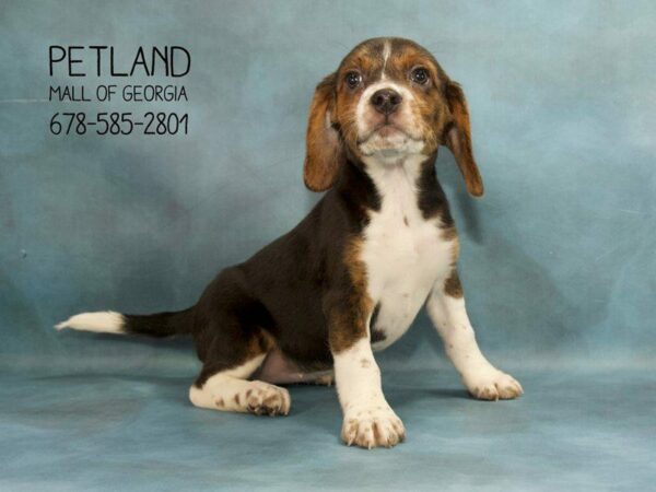 Beagle DOG Female Tri-Colored 1849 Petland Kennesaw, Georgia