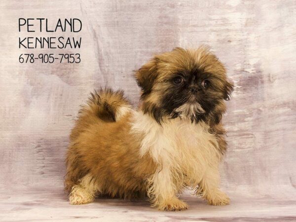 Shih Tzu DOG Female GLD & WH 22539 Petland Kennesaw, Georgia