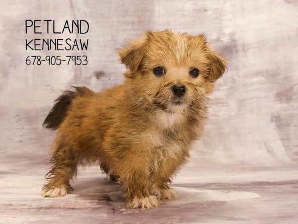 Shorkie DOG Male BEIGE 22544 Petland Kennesaw, Georgia