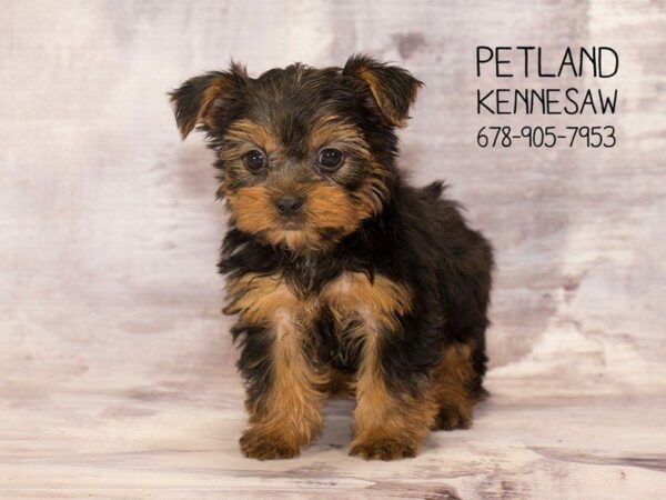 Yorkshire Terrier DOG Male black tan 22572 Petland Kennesaw, Georgia