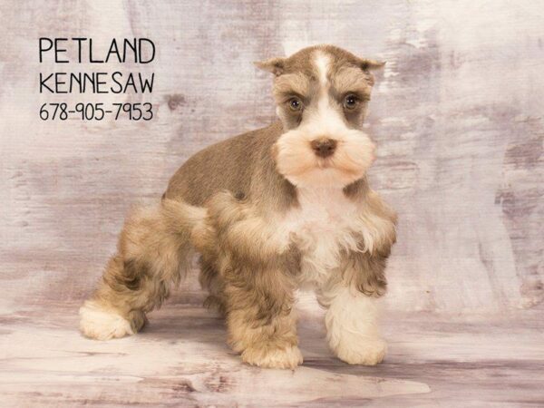 Miniature Schnauzer DOG Female LIVER WH 22579 Petland Kennesaw, Georgia