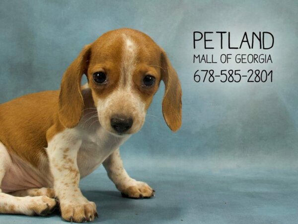 Dachshund DOG Male Red / White 1865 Petland Kennesaw, Georgia