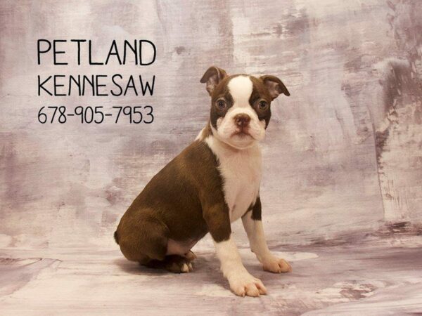 Boston Terrier-DOG-Female-Seal Brindle / White-22686-Petland Kennesaw, Georgia