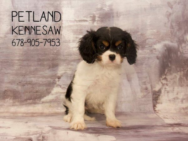 Cavalier King Charles Spaniel-DOG-Female-Tri-22750-Petland Kennesaw, Georgia