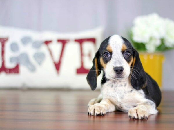 Beagle DOG Male Black / Tan 22824 Petland Kennesaw, Georgia