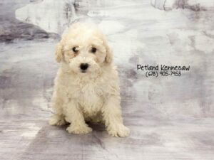 Bichon Poo-DOG-Female-CREAM WHITE-22777-Petland Kennesaw, Georgia