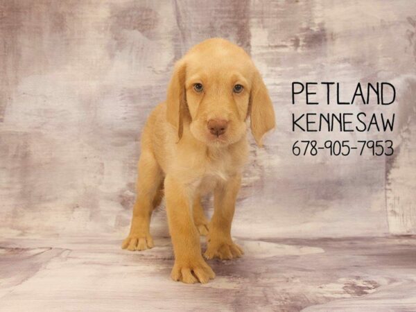 Labradoodle-DOG-Male-yellow-22795-Petland Kennesaw, Georgia