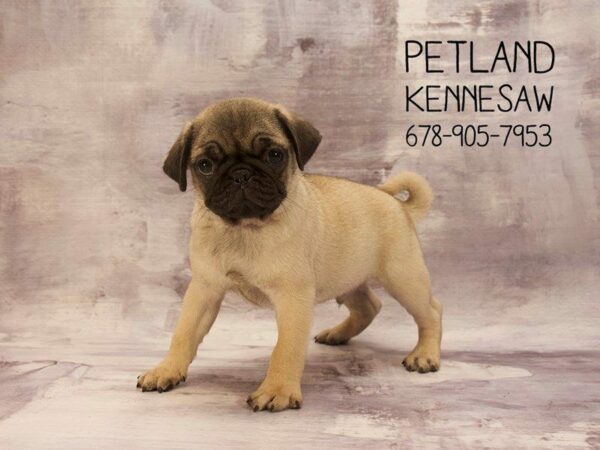 Pug DOG Male Fawn 22805 Petland Kennesaw, Georgia