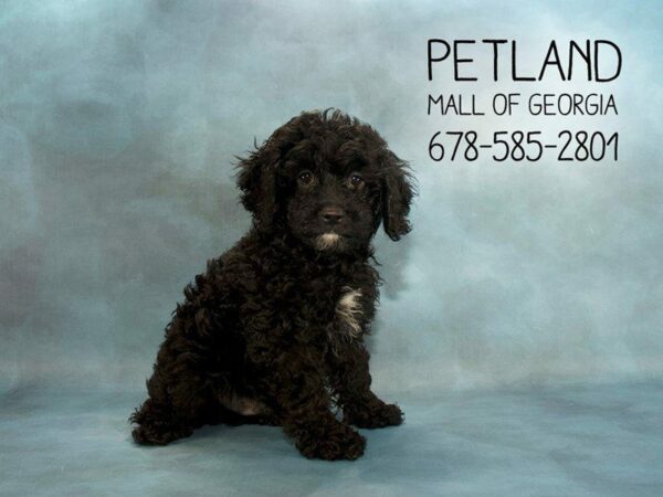 Cockapoo DOG Male BLK 2054 Petland Kennesaw, Georgia