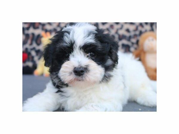 Havanese-DOG-Male-blk & wh-22830-Petland Kennesaw, Georgia