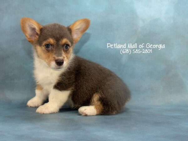 Pembroke Welsh Corgi-DOG-Female-Blue and White-2088-Petland Kennesaw, Georgia