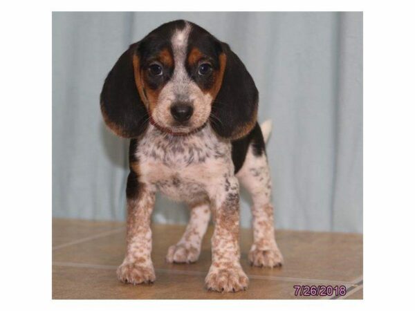 Beagle DOG Female Black / White 22863 Petland Kennesaw, Georgia