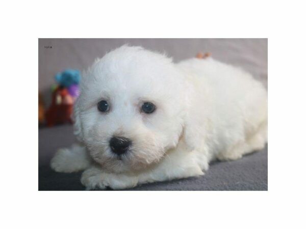 Bichon Frise-DOG-Male-wh-22864-Petland Kennesaw, Georgia