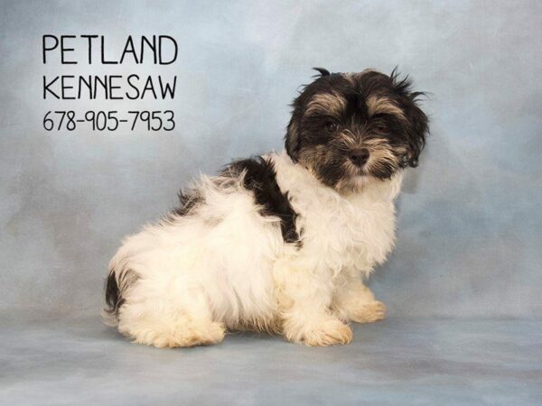 Havanese-DOG-Male-Black / White-22910-Petland Kennesaw, Georgia