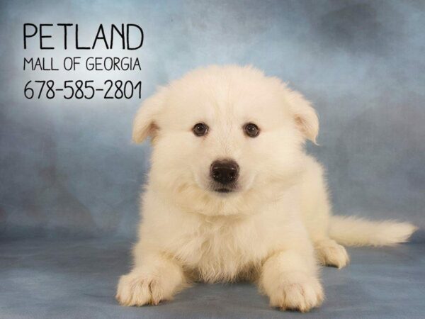 Huskimo-DOG-Female-White-2168-Petland Kennesaw, Georgia