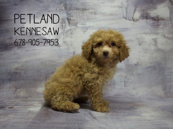 Maltipoo-DOG-Female-Cream-22934-Petland Kennesaw, Georgia