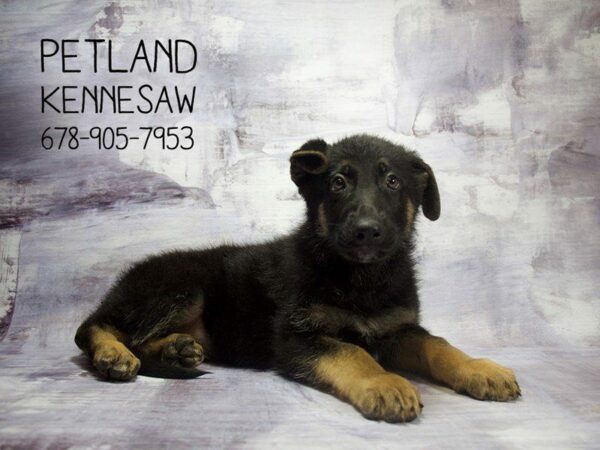 German Shepherd Dog-DOG-Male-Black / Tan-22939-Petland Kennesaw, Georgia