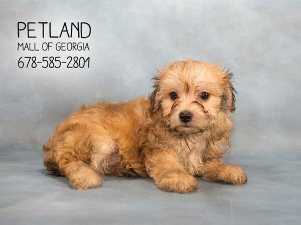 Yochon-DOG-Male-BIEGE-2187-Petland Kennesaw, Georgia