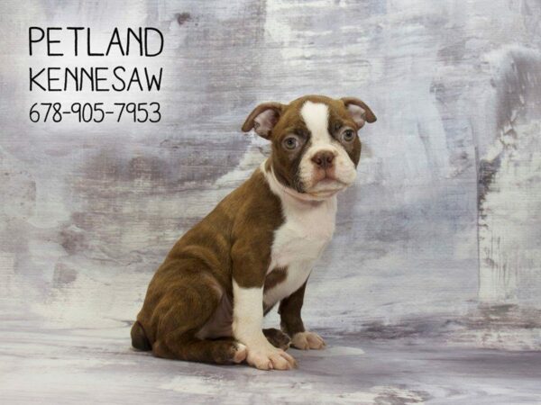 Boston Terrier-DOG-Male-Seal-22954-Petland Kennesaw, Georgia