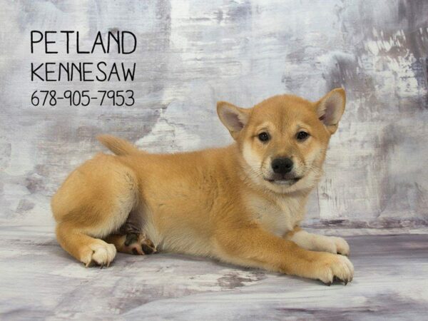 Shiba Inu-DOG-Male-rd-23009-Petland Kennesaw, Georgia