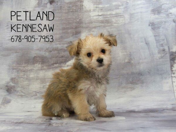 Yochon-DOG-Male-Grizzle-22983-Petland Kennesaw, Georgia