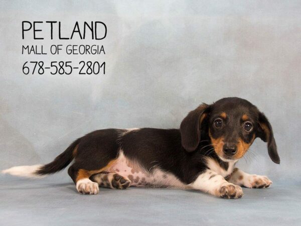 Dachshund DOG Male BLK & TN 2198 Petland Kennesaw, Georgia