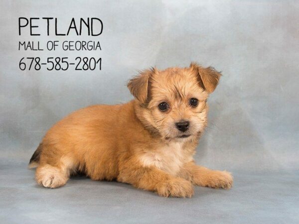 Yochon-DOG-Male-Sable-2206-Petland Kennesaw, Georgia