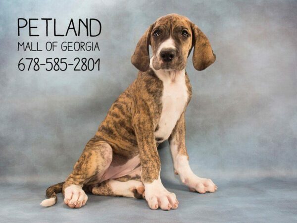 Great Dane-DOG-Female-Brindle-2207-Petland Kennesaw, Georgia