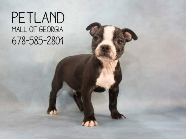 Boston Terrier-DOG-Male-Black / White-2216-Petland Kennesaw, Georgia