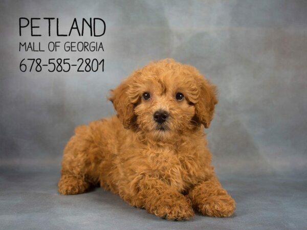 Miniature Poodle-DOG-Female-Cream-2217-Petland Kennesaw, Georgia