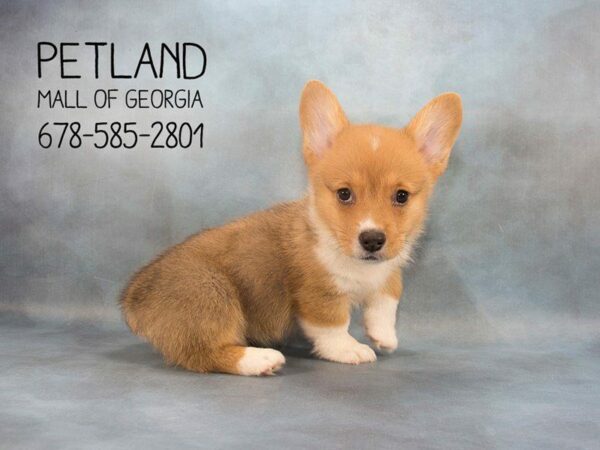 Pembroke Welsh Corgi-DOG-Male-RD & WH-2225-Petland Kennesaw, Georgia