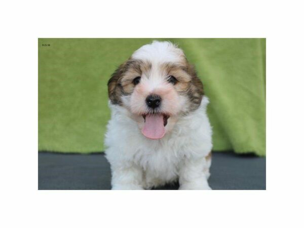 Havanese-DOG-Male-br & wh-2234-Petland Kennesaw, Georgia