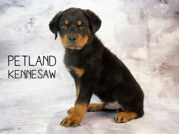 Rottweiler-DOG-Male-Black / Tan-23022-Petland Kennesaw, Georgia