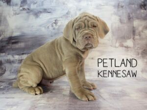 Neapolitan Mastiff-DOG-Male-Tawny-23031-Petland Kennesaw, Georgia
