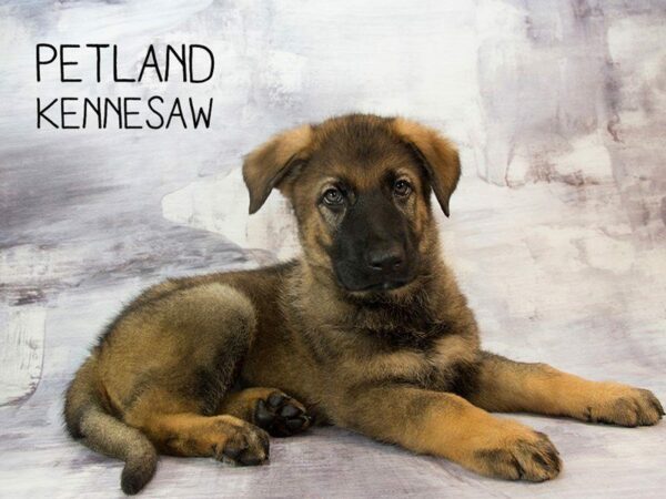 German Shepherd-DOG-Male-Black Tan-23046-Petland Kennesaw, Georgia