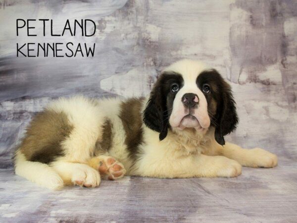 Saint Bernard-DOG-Male-Sable White-23049-Petland Kennesaw, Georgia