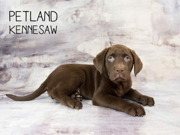 Labrador Retriever-DOG-Female-Chocolate-23051-Petland Kennesaw, Georgia