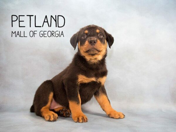 Rottweiler-DOG-Female-Black Tan-2244-Petland Kennesaw, Georgia