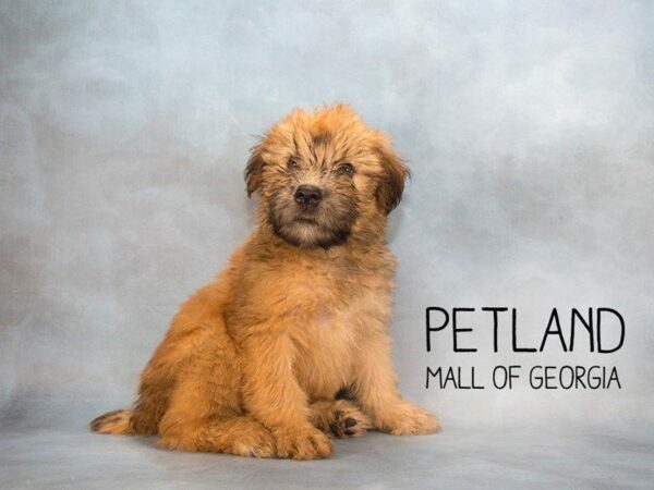 Soft Coated Wheaten Terrier DOG Female Wheaton 2246 Petland Kennesaw, Georgia