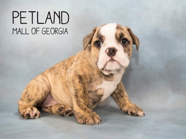 English Bulldog DOG Female Brindle 2256 Petland Kennesaw, Georgia