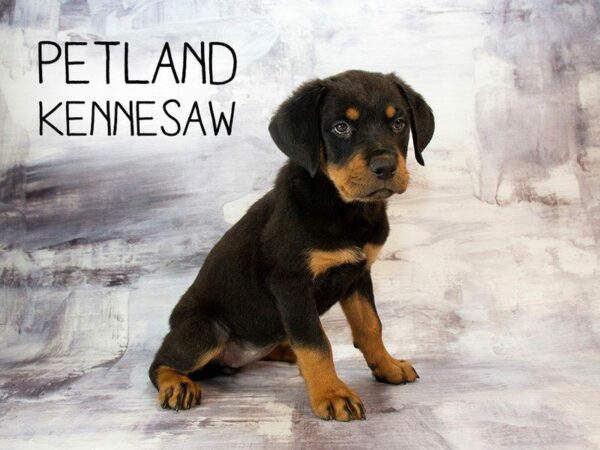 Rottweiler-DOG-Female-Black Tan-23042-Petland Kennesaw, Georgia