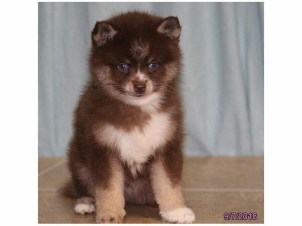 Pomsky 2nd Gen-DOG-Male-Chocolate / Tan-2281-Petland Kennesaw, Georgia