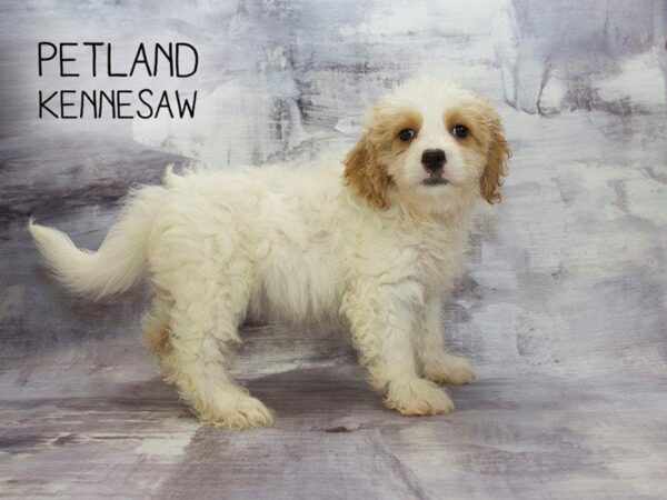 Cavachon DOG Female BROWN WHITE 23067 Petland Kennesaw, Georgia