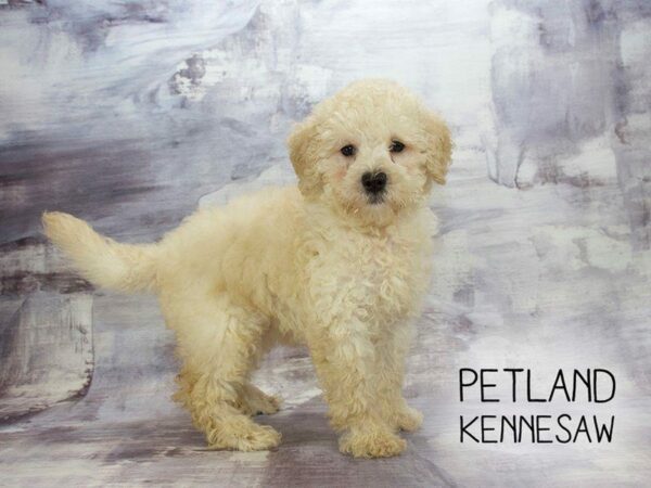 Miniature Goldendoodle 2nd Gen-DOG-Female-Cream-23084-Petland Kennesaw, Georgia