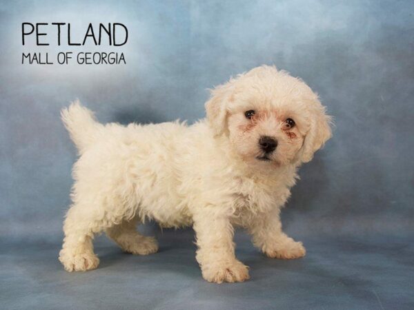 Bichon Frise DOG Male WHITE 2272 Petland Kennesaw, Georgia