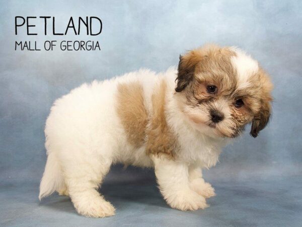 Teddy Bear DOG Male White and Brown 2286 Petland Kennesaw, Georgia