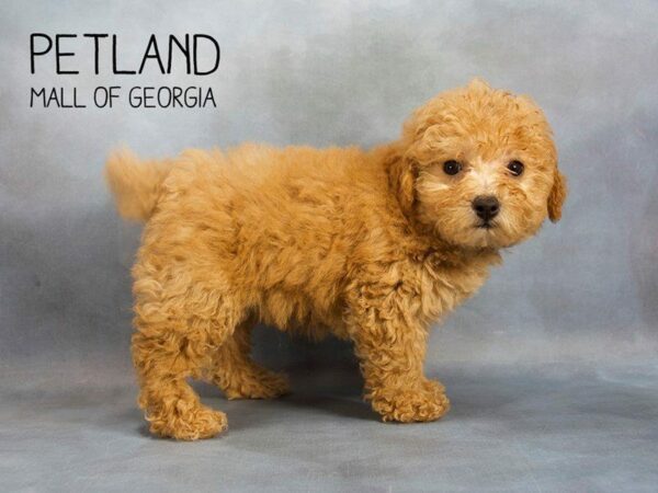 Miniature Poodle-DOG-Female-Red-2296-Petland Kennesaw, Georgia